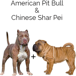 Pit Pei Dog